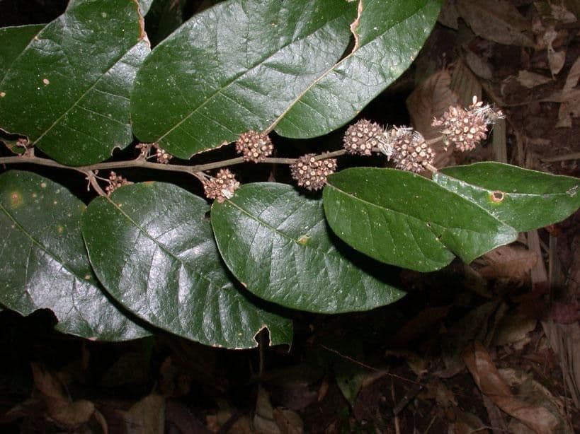 Piptocarpha 14
