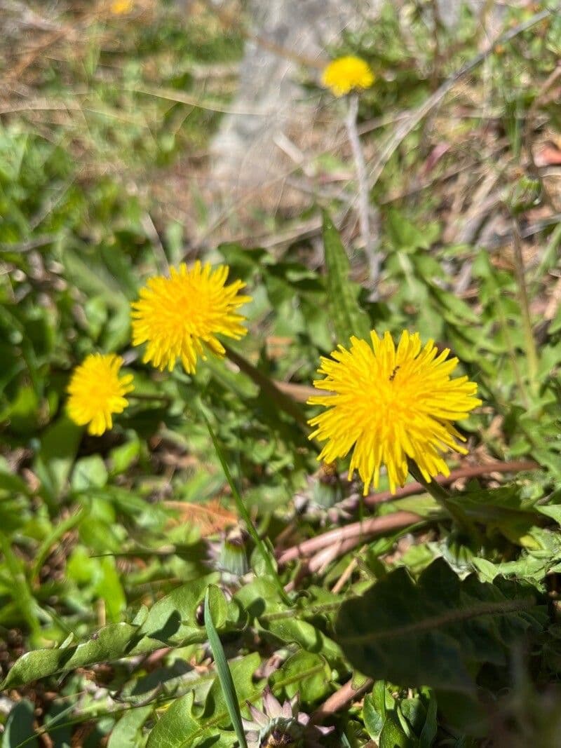 Pusteblume