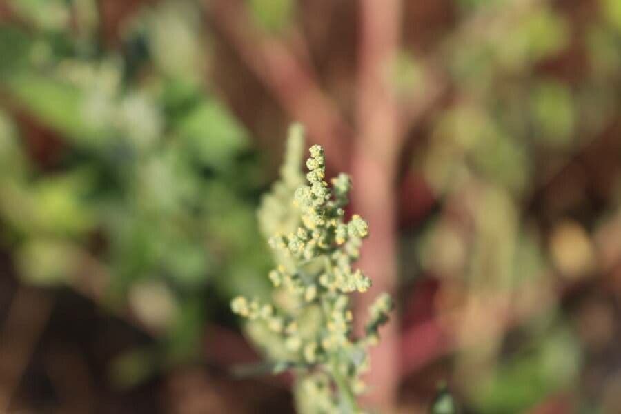 Chenopodium berlandieri 4