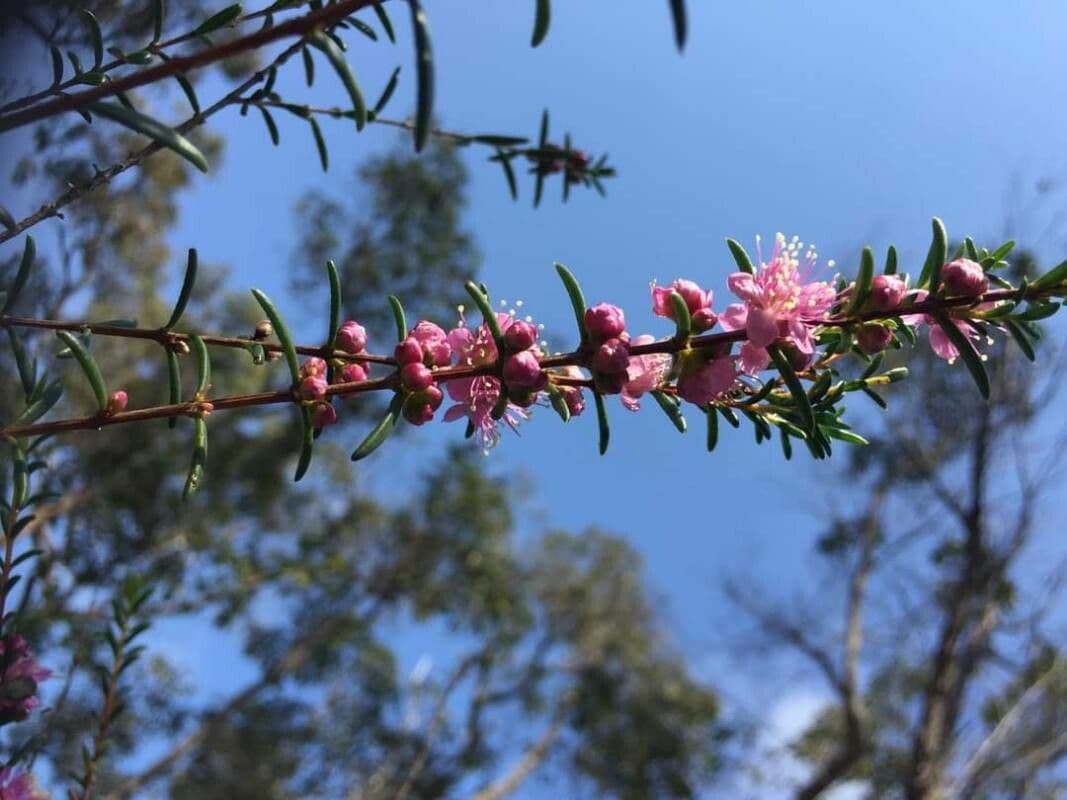 Hypocalymma robusto