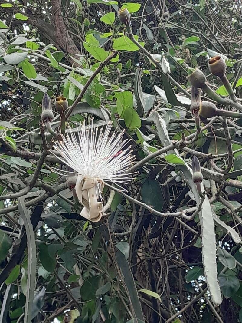 Pseudobombax grandiflorum 2