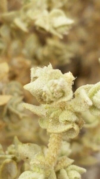 Atriplice imbricata 7