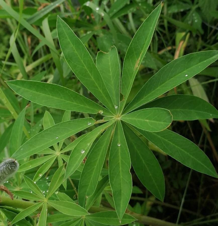 Stauden-Lupine 15