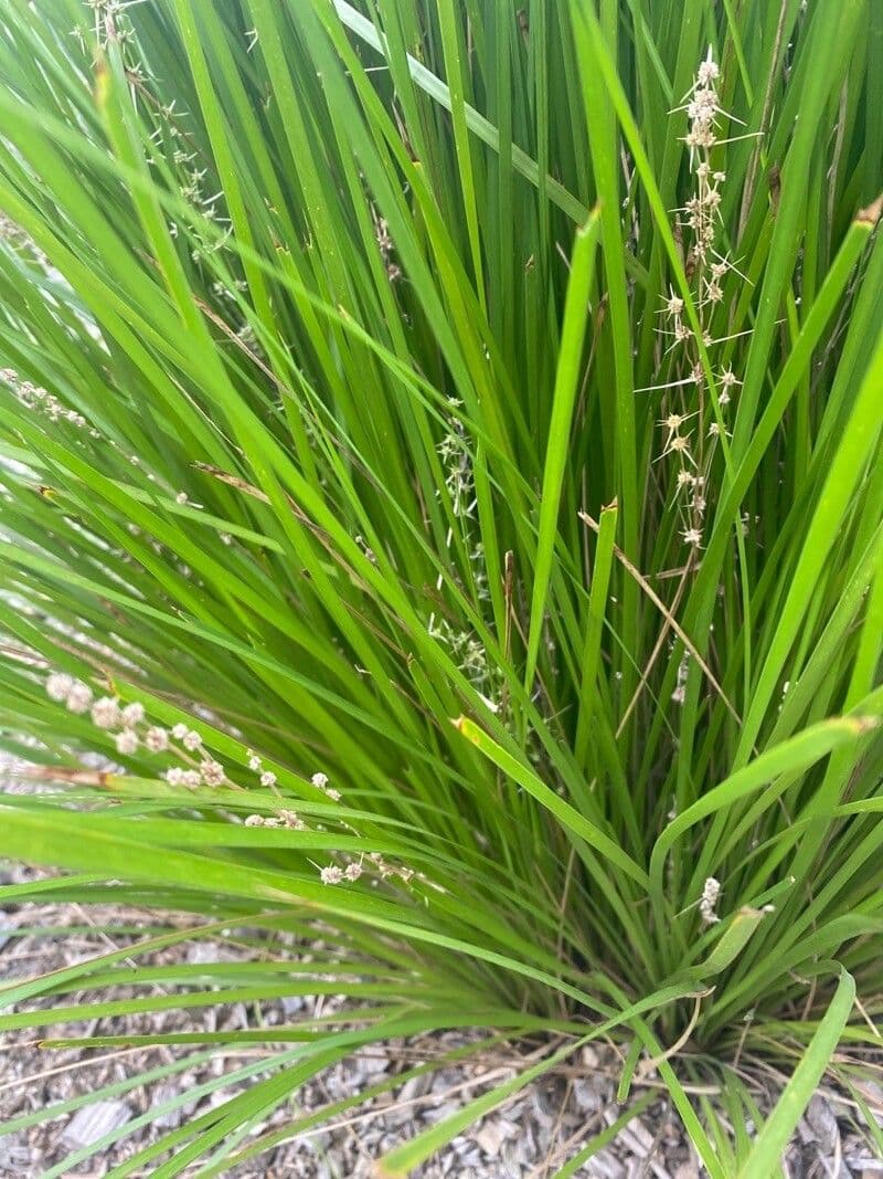 Lomandra spinosa 4