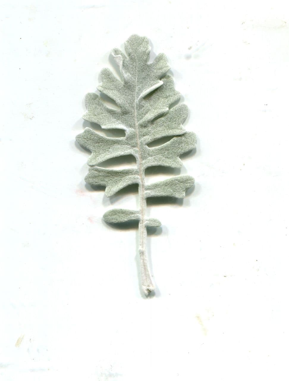 Cineraria 29