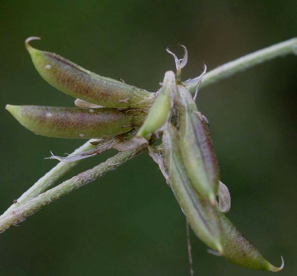 Astragalus depressus