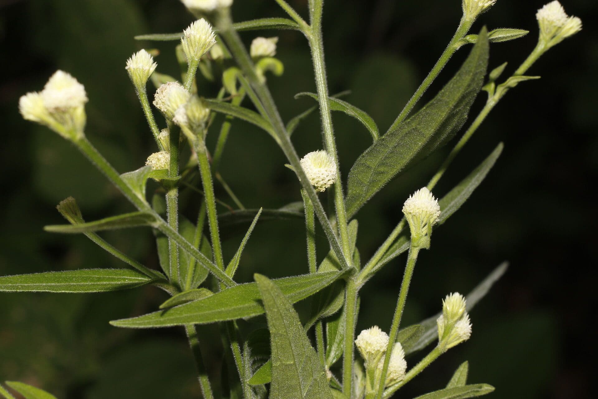 Isocarpha 6