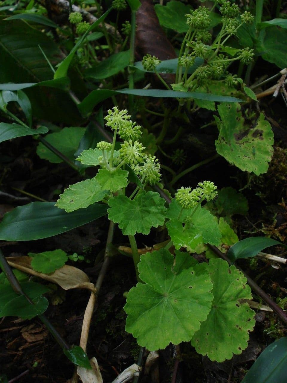 Micropleura
