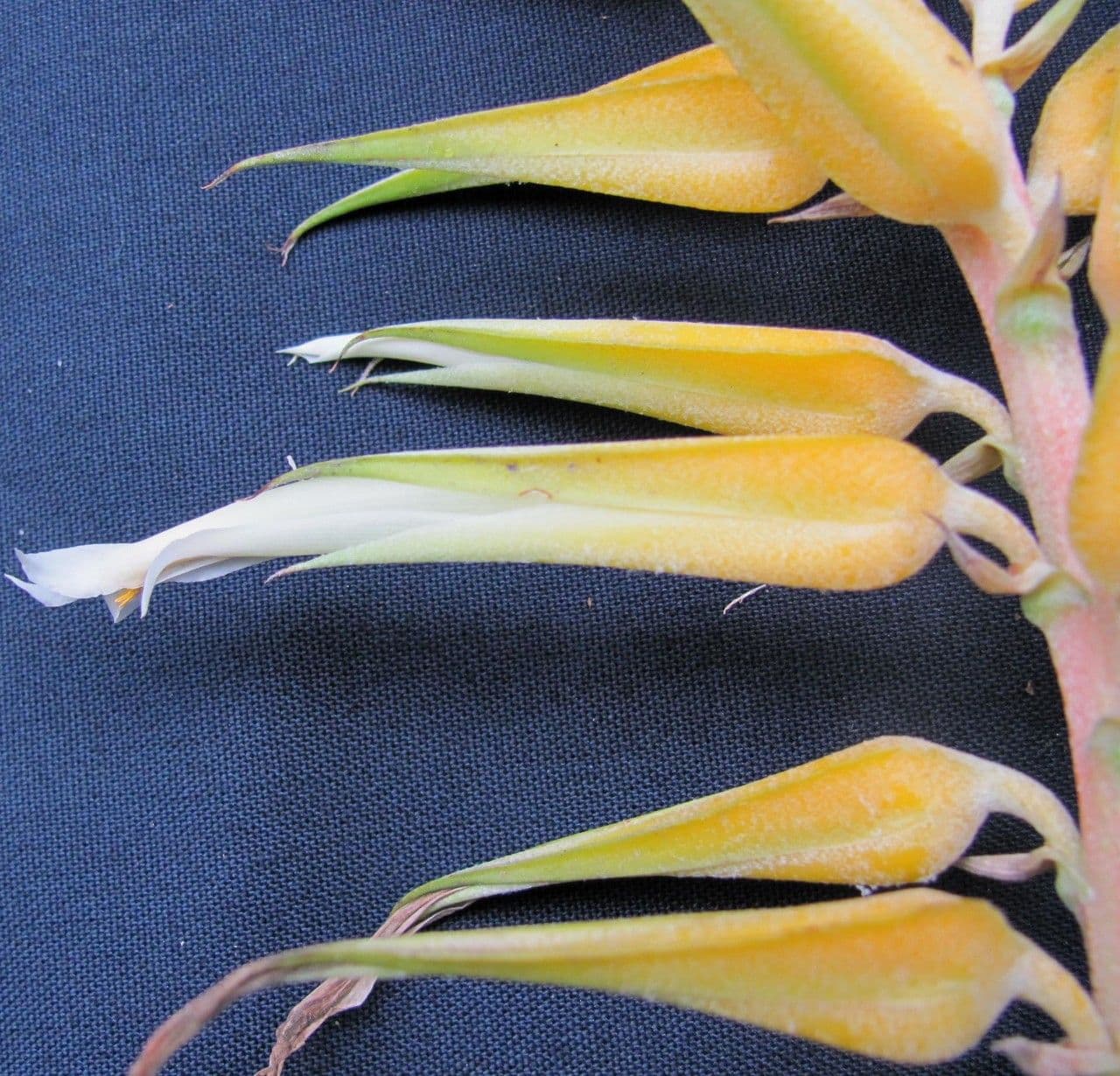 Pitcairnia