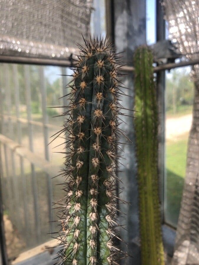 Pilosocereus lanuginosus 2