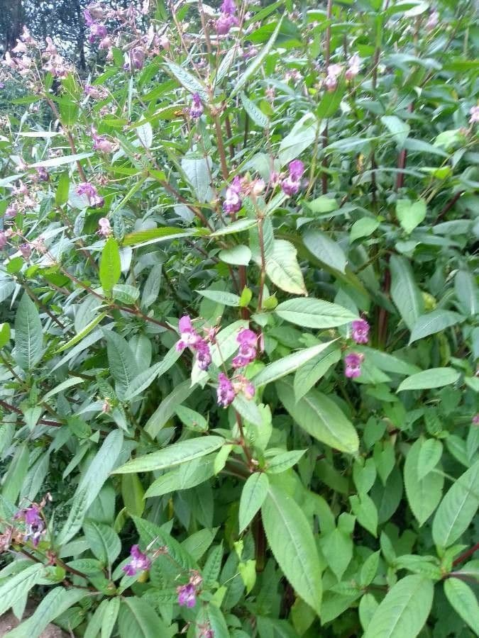 Drüsiges Springkraut 28