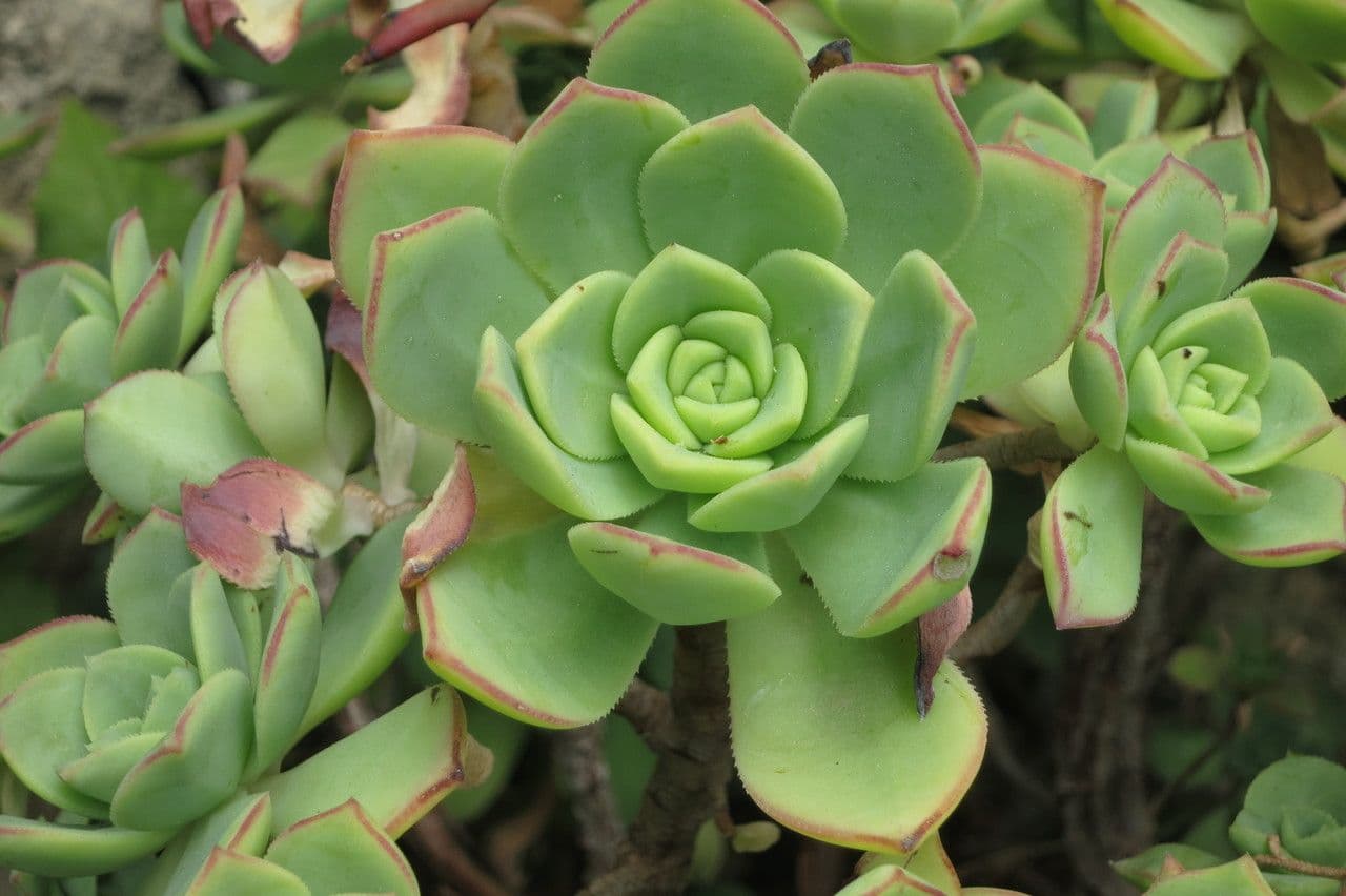 Aeonium 18