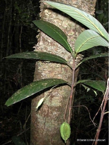 Atractocarpus 4