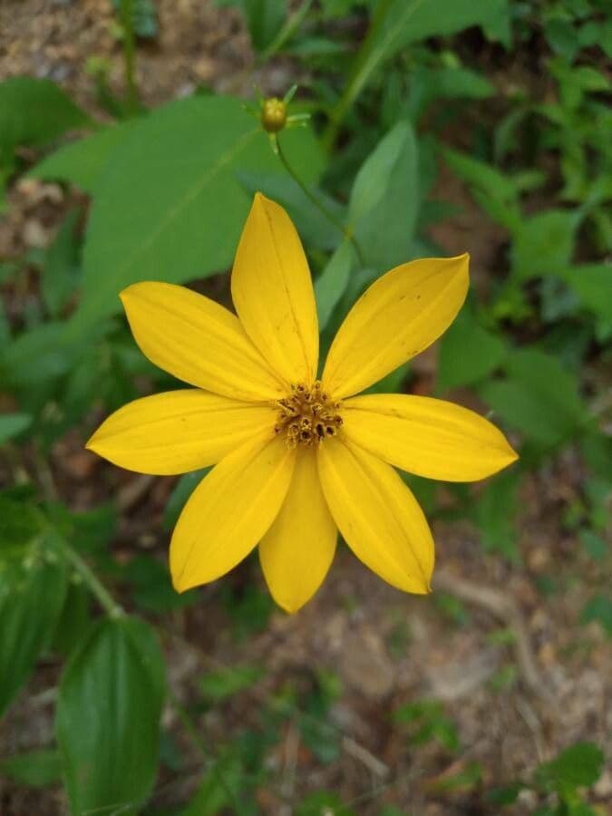 Coreopsis mayor 4