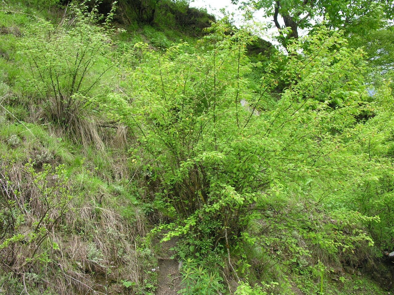 Karyagana 6