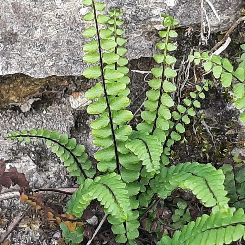 Erba rugginina 8