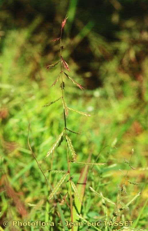 Chloris truncata