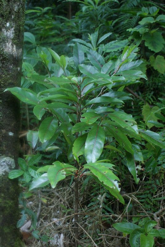 Casearia 8