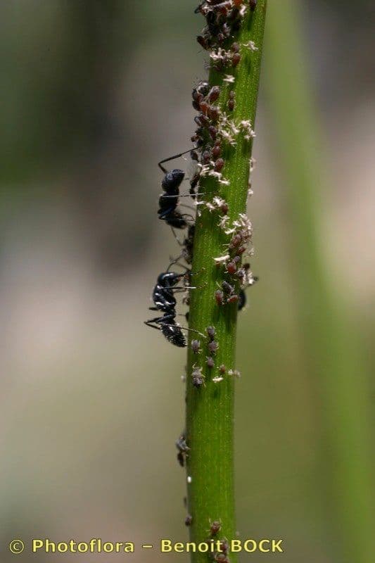 Peucedano 4