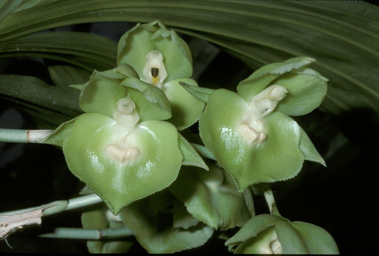 Catasetum