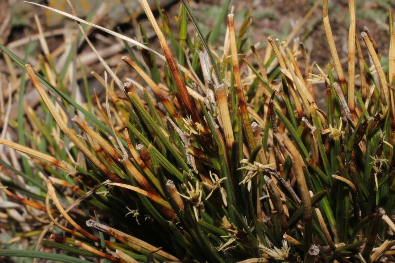 Trichophorum 2