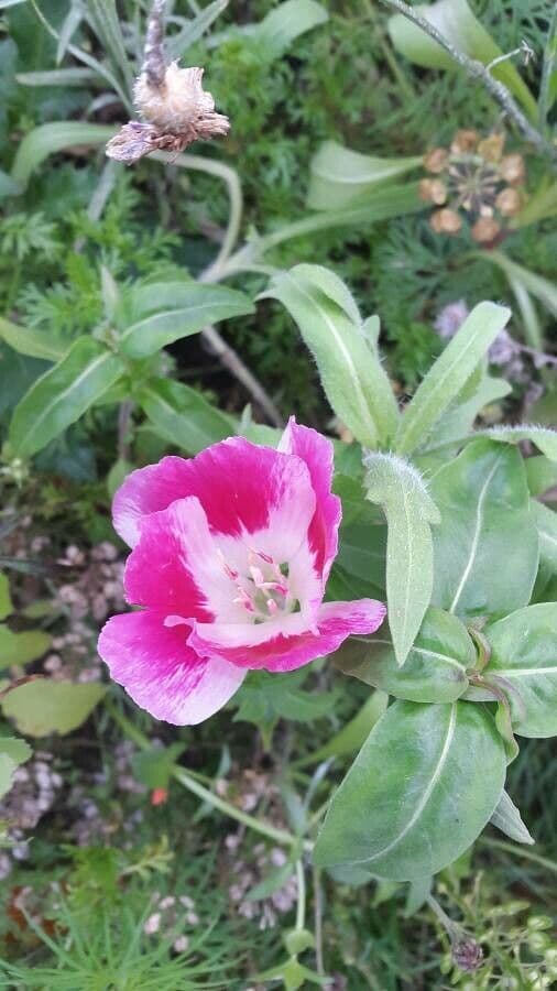 Clarkia amoena 8