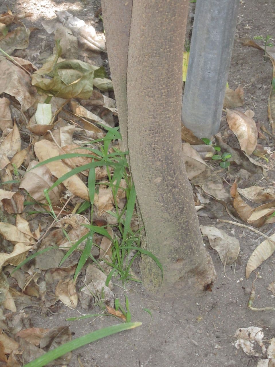 Pilocarpus pernatý 20