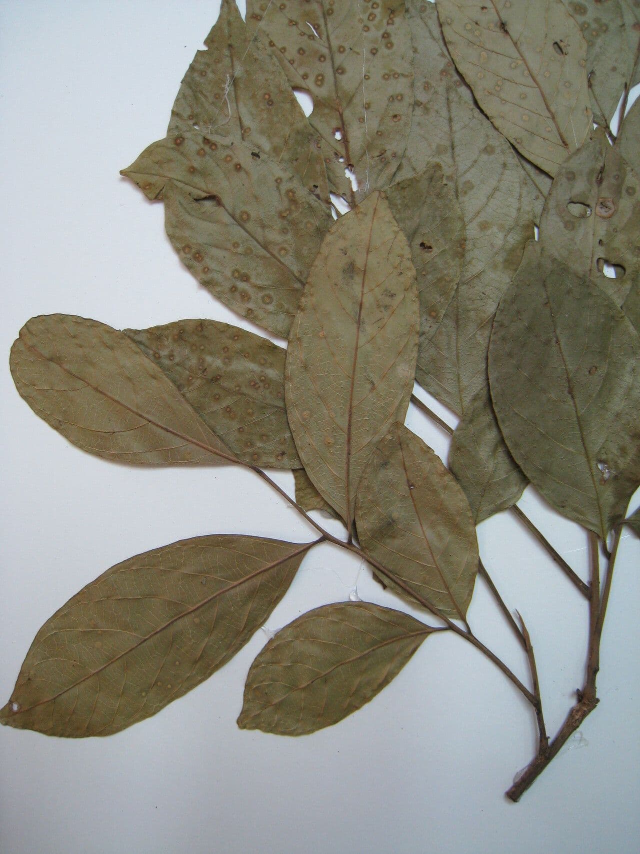 Trichilia 3