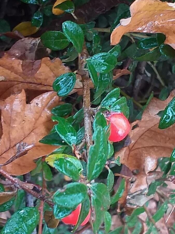 Cotonéaster de Suède 8