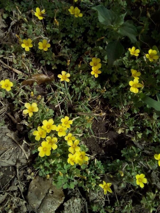 Acetosa 2