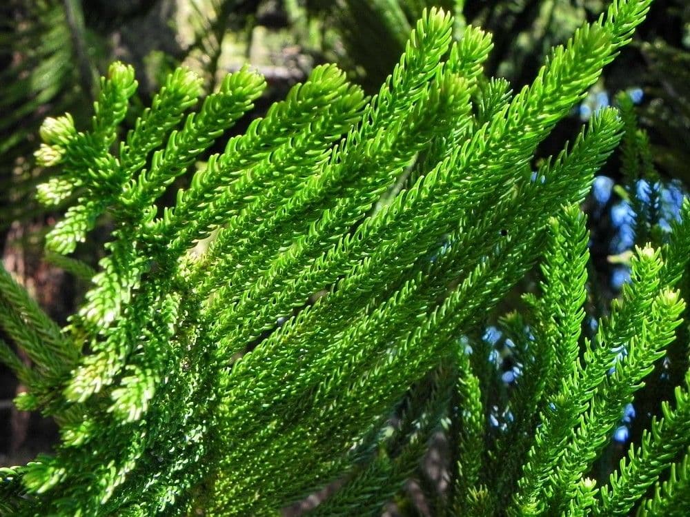 Araucaria 6