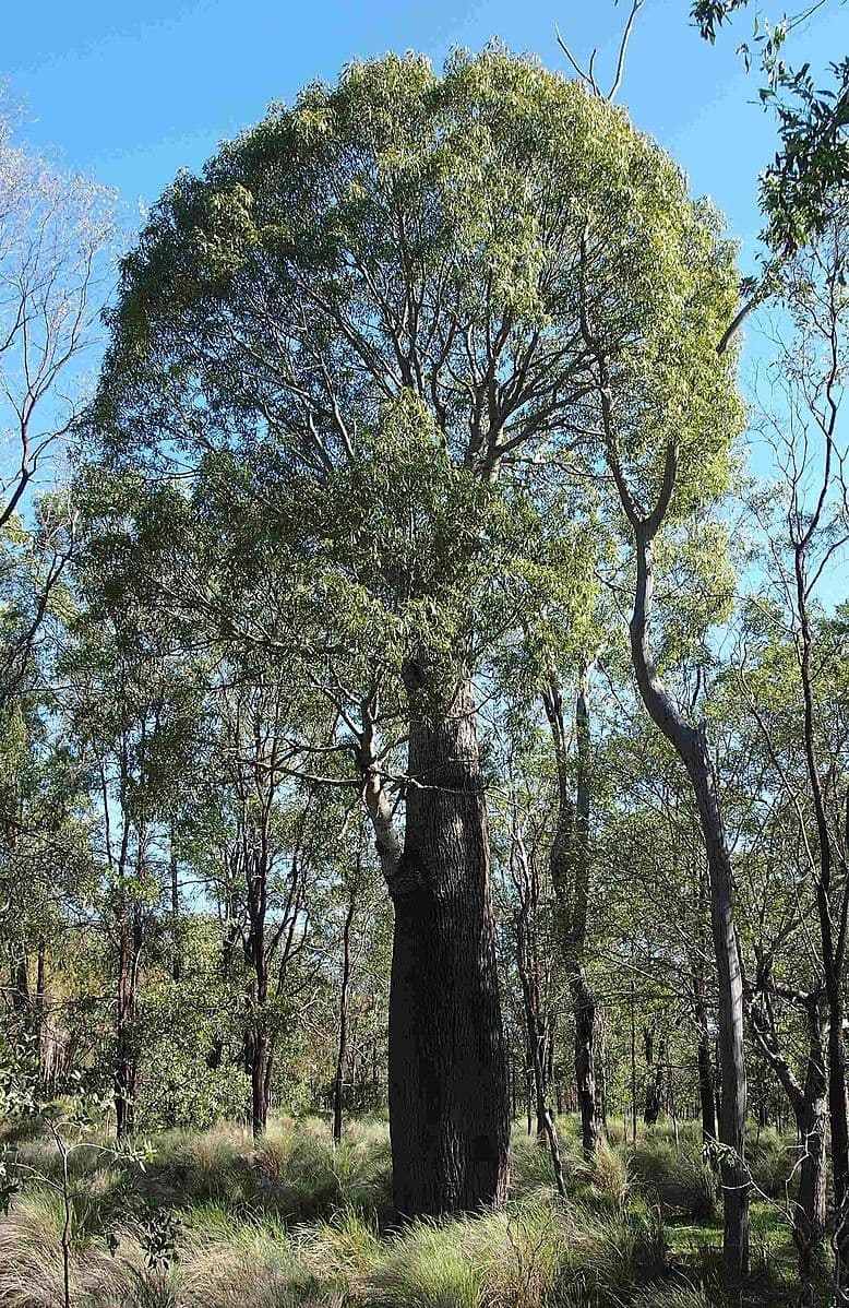 Brachychiton 9