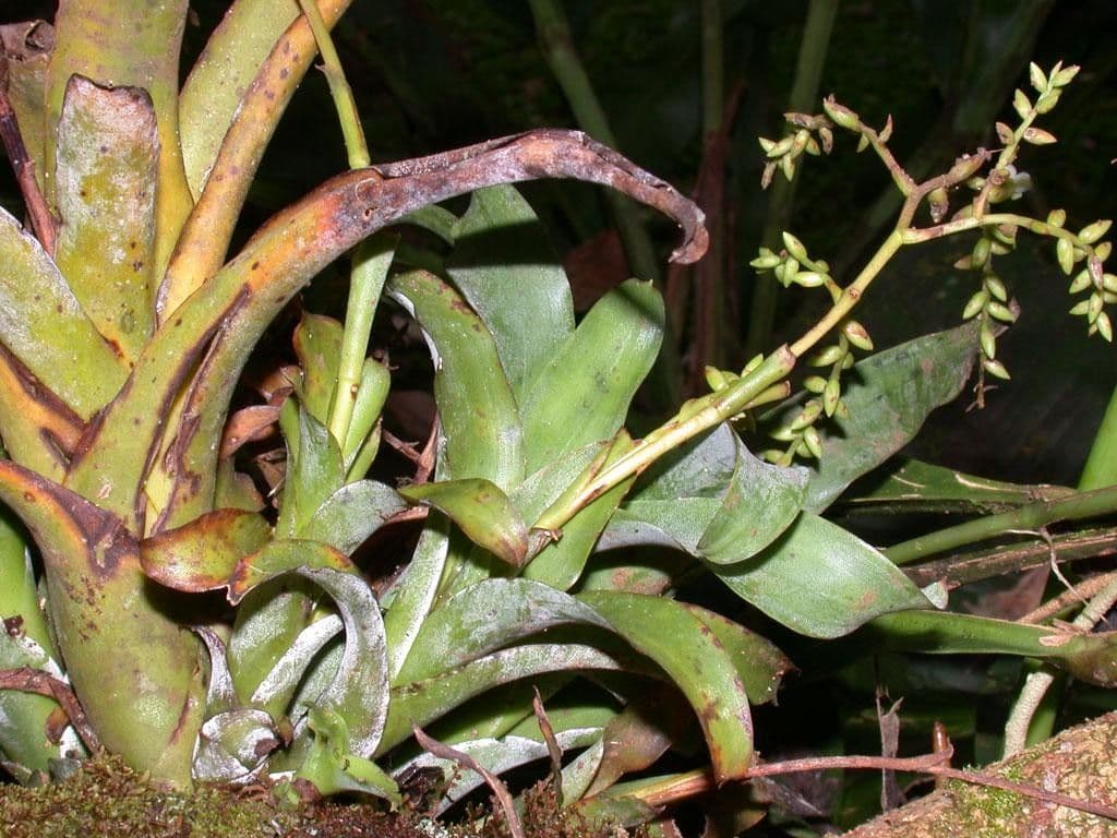 Catopsis sessiliflora 26