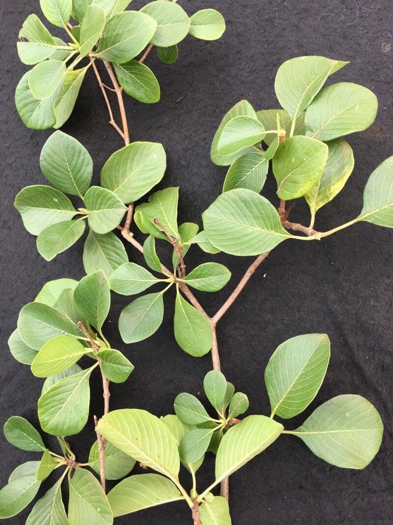 Calycophyllum 9