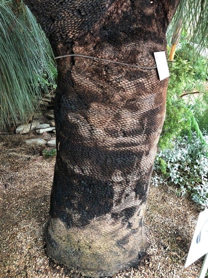 Xanthorrhoea glauca 22