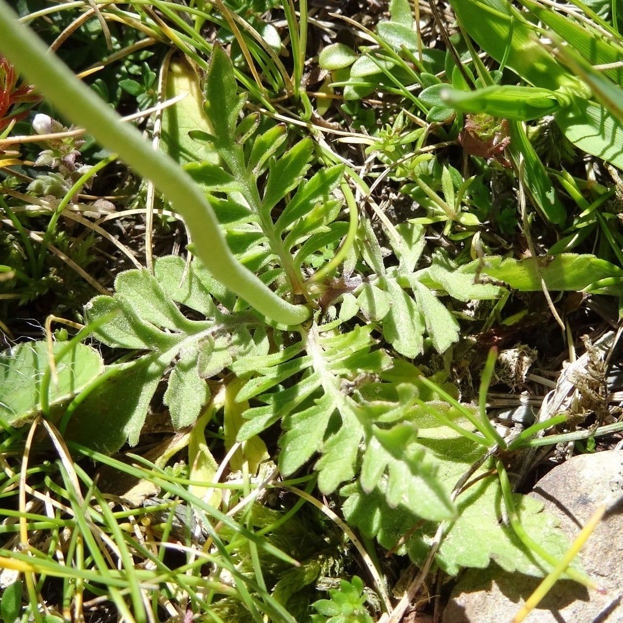 Vedovina cinerea 11