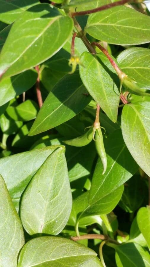 Pervinca difforme
