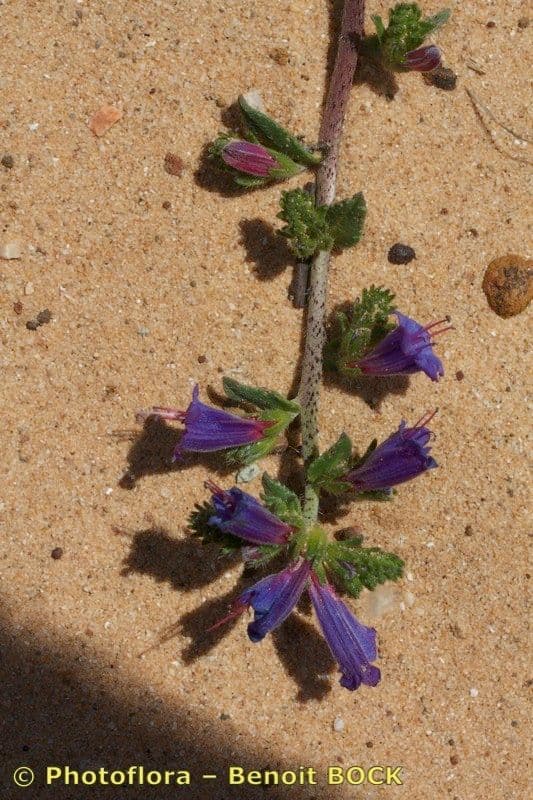 Echium 12