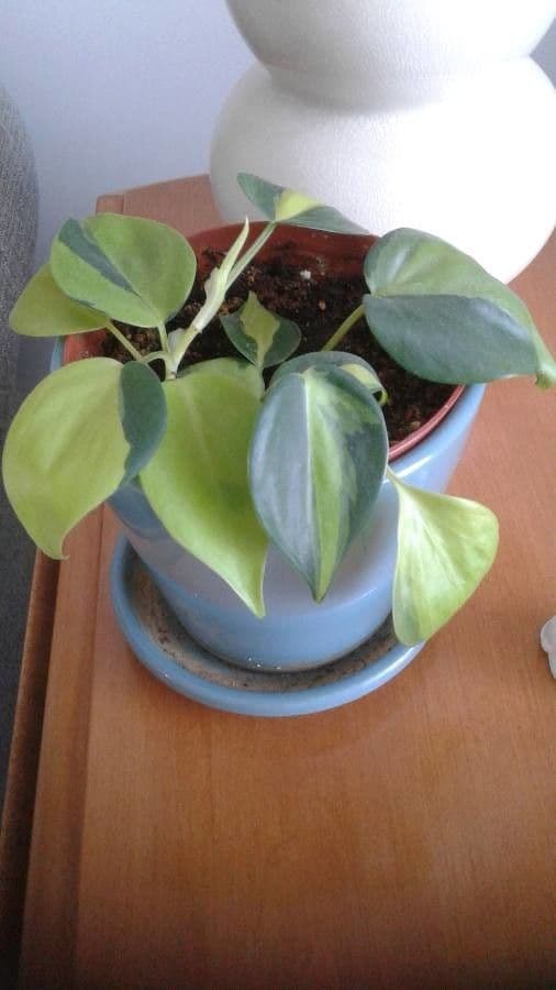 Philodendron 8