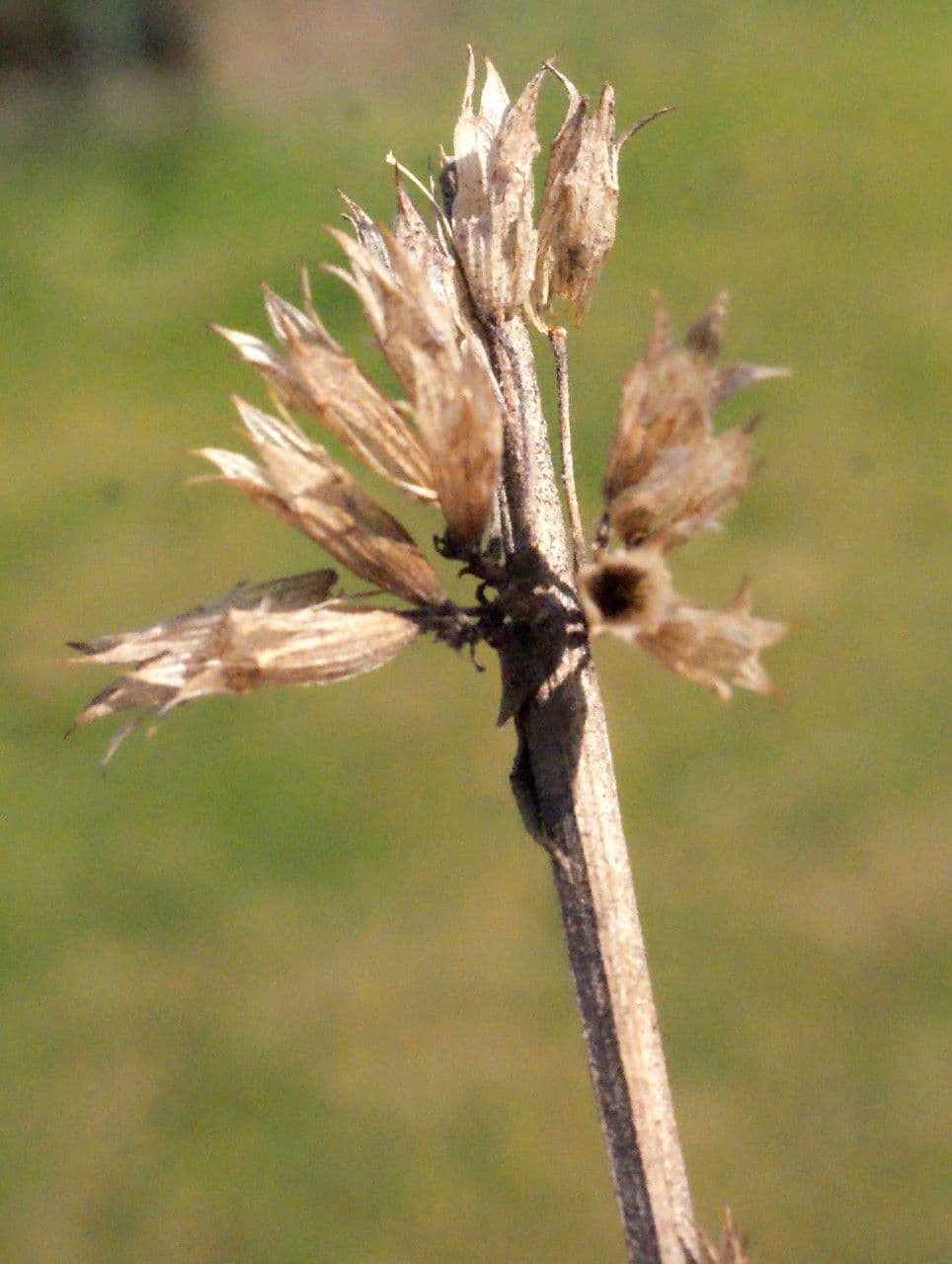 Issopo 3