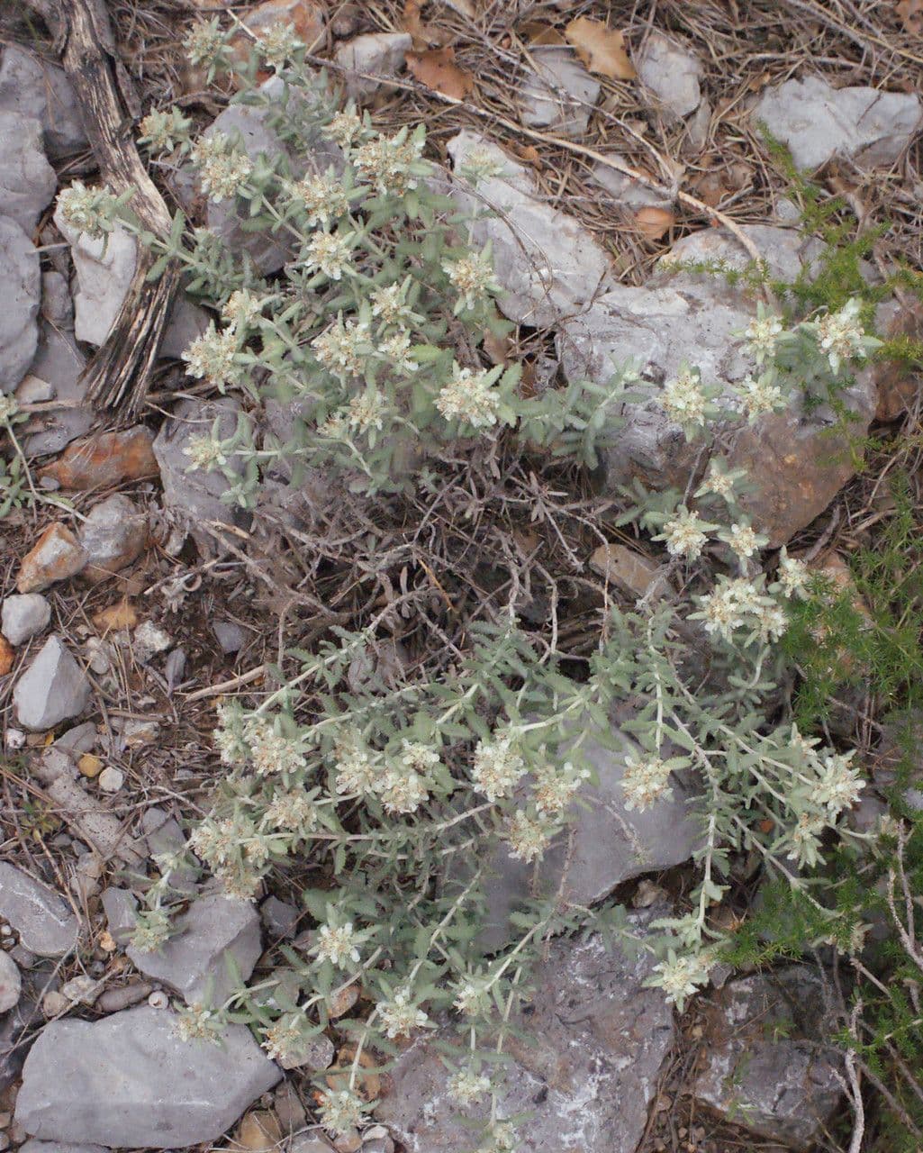 Teucrium 11