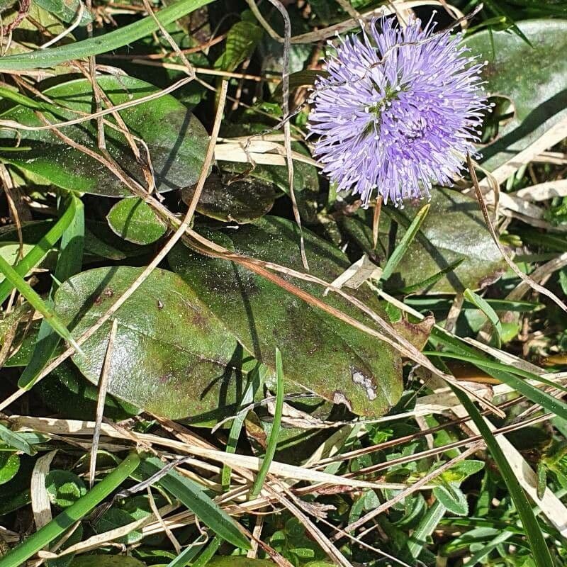 Koulenka bezstvolá 14