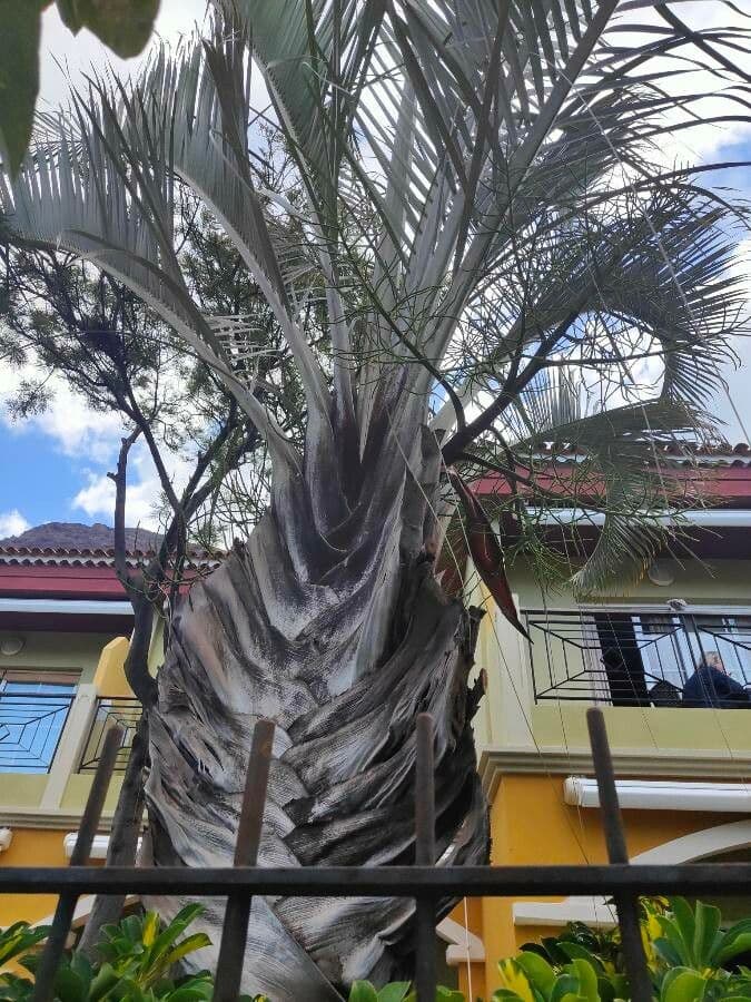 Palma triangular 22