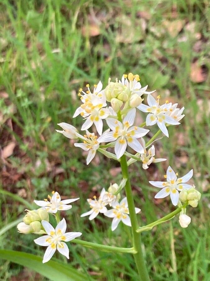 Toxicoscordion fremontii 4