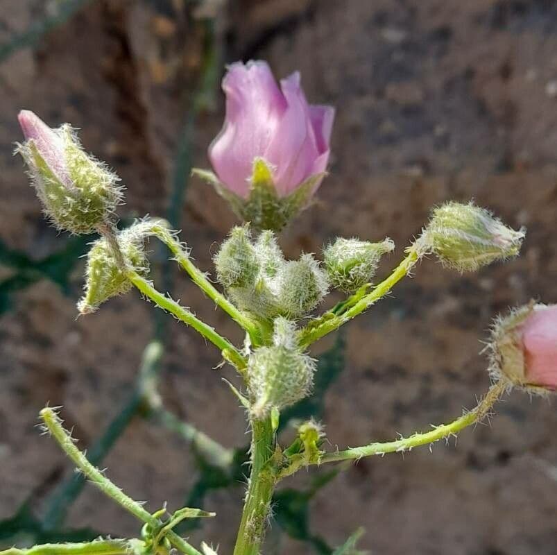 Lecanophora 13