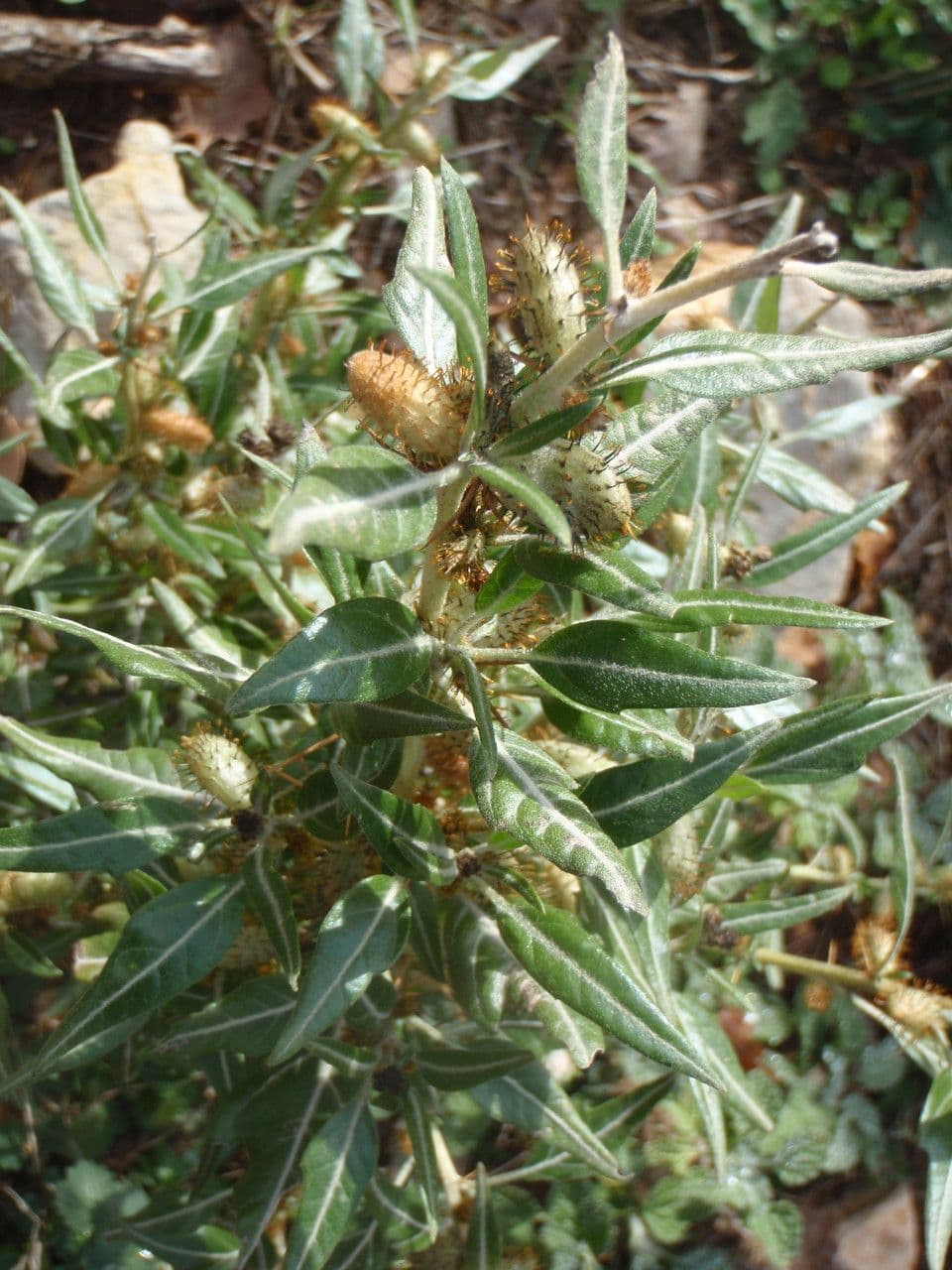 Lappola spinosa 11