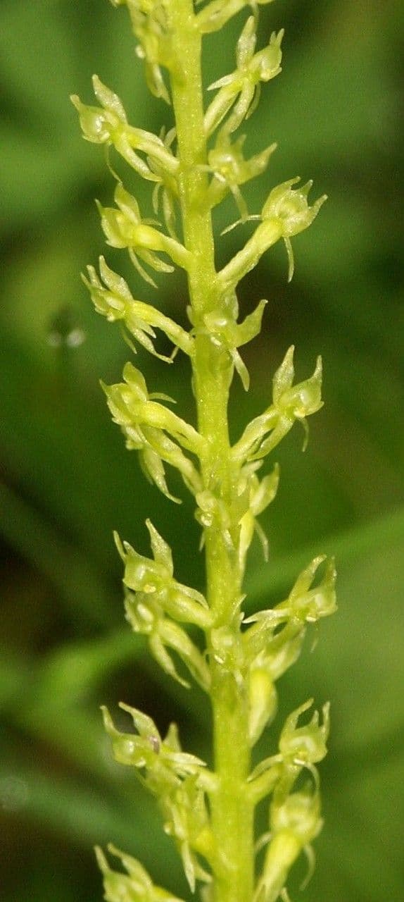 Malaxis monophylla 4