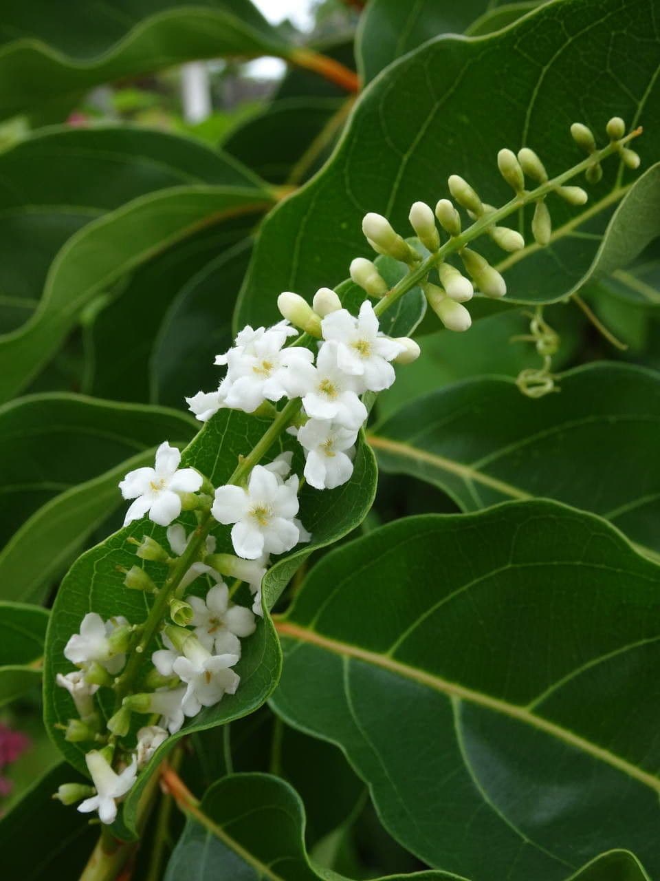 Citharexylum 9