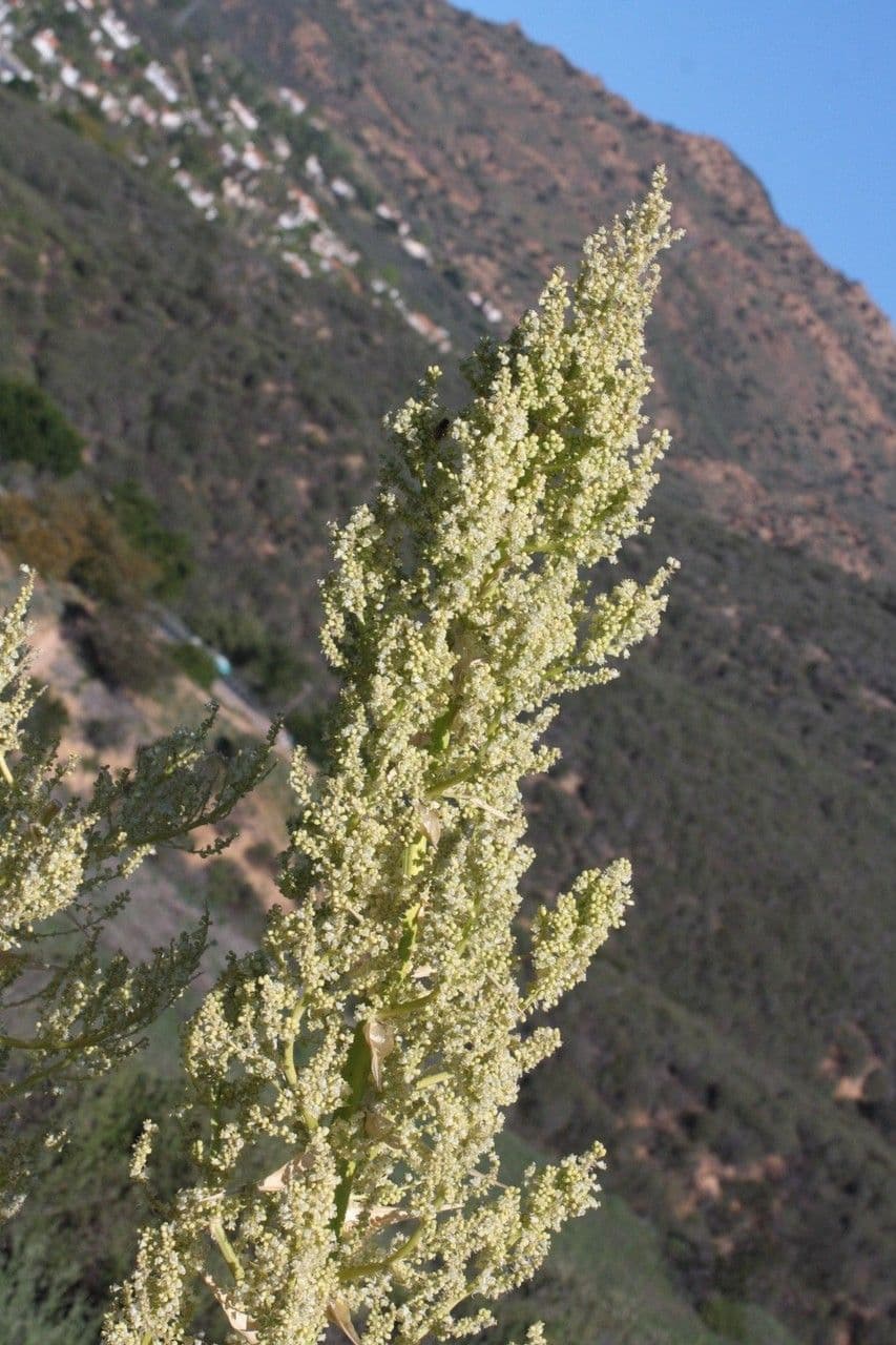 Nolina cismontana 2