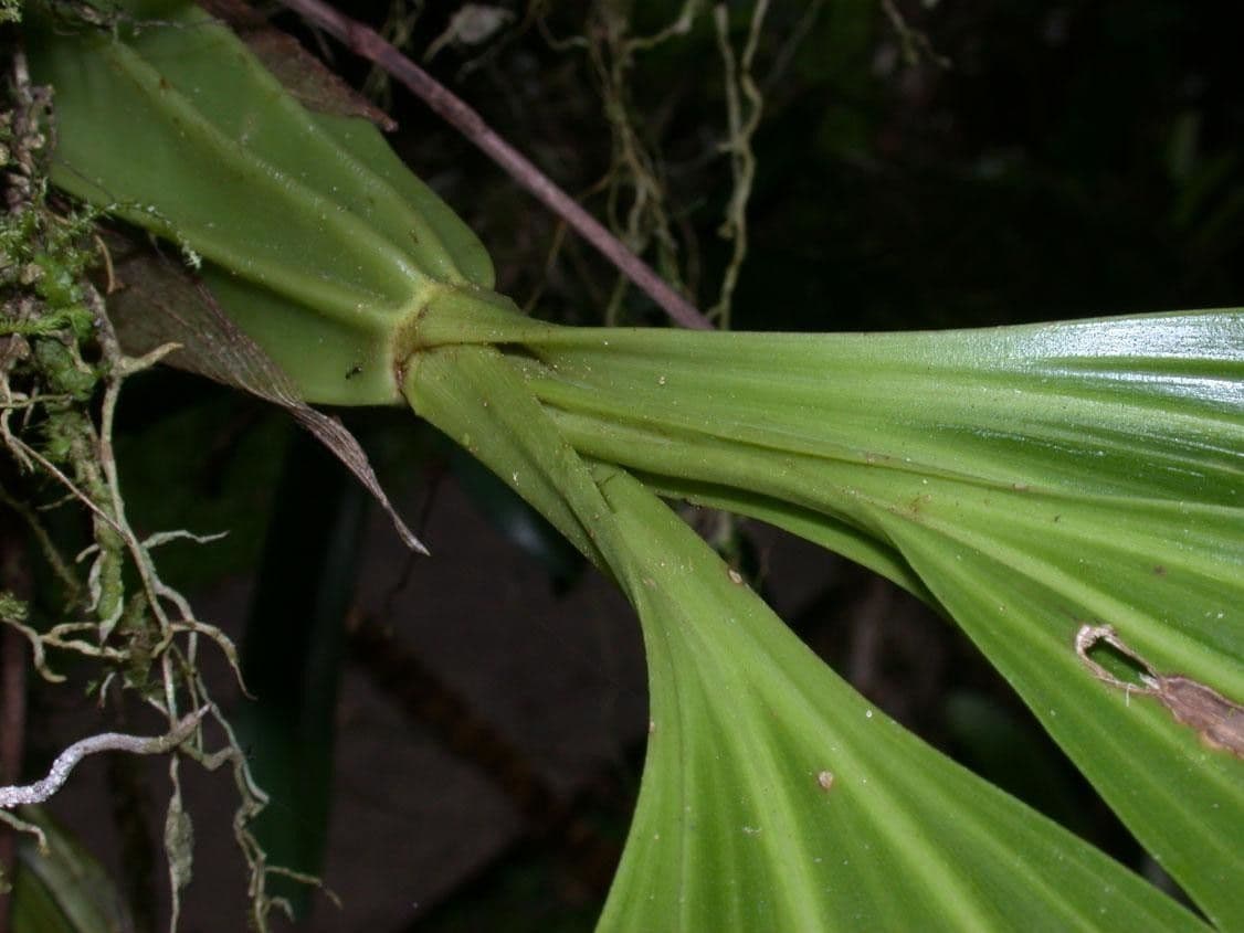Gongora 26